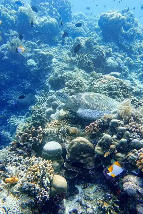 Framed Print : Indonesia Bunaken - Marine life Coral reef with tropical fish and sea turtle