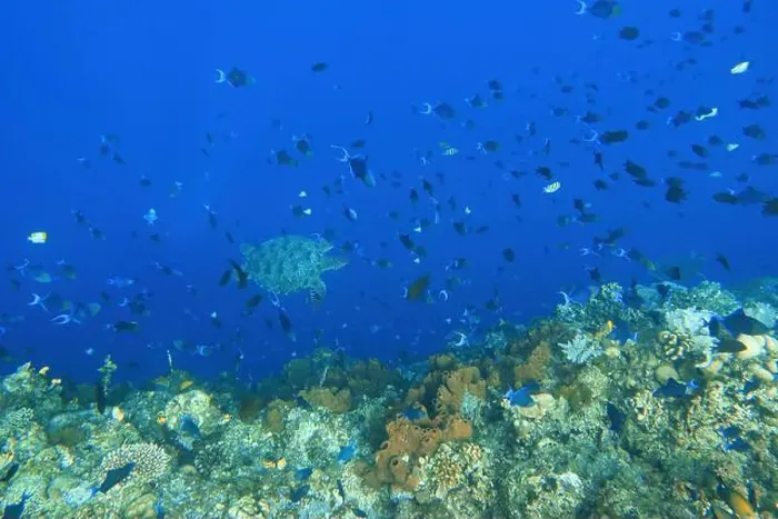 Framed Print : Indonesia Bunaken - Marine life Coral reef with tropical fish and sea turtle