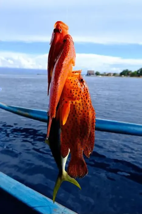 Framed Print : Indonesia Bunaken - View our fishing results Red Grooper Framed Print : Indonesia Bunaken - View our fishing results Red Grooper