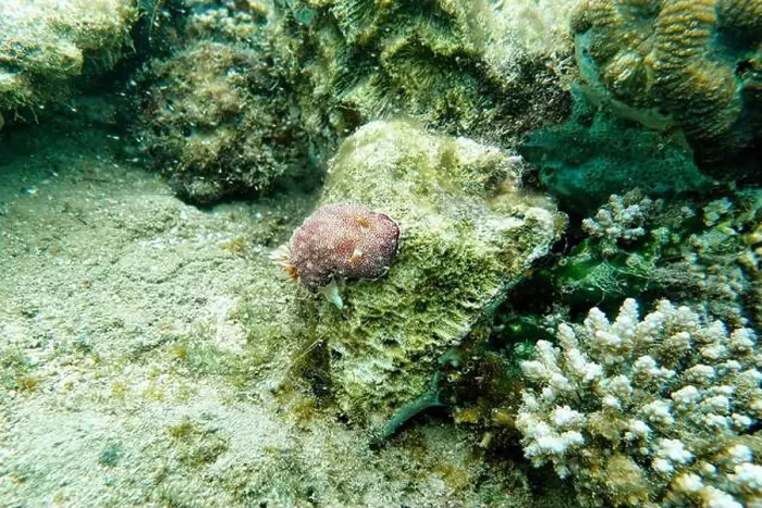Framed Print : Indonesia Lembeh - Marine life Coral reef with Nudibranch - Sea slug - Goniobranchus reticulatus