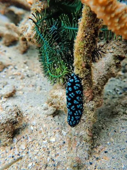 Framed Print : Indonesia Lembeh - Marine life Coral reef with Nudibranch - Sea slug - Phyllidiella pustulosa Framed Print : Indonesia Lembeh - Marine life Coral reef with Nudibranch - Sea slug - Phyllidiella pustulosa