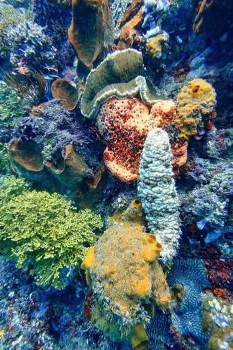 Framed Print : Indonesia Lembeh - Marine life - Sea cucumber - Pearsonothuria graeffei Framed Print : Indonesia Lembeh - Marine life - Sea cucumber - Pearsonothuria graeffei