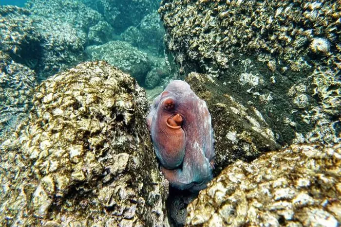 Framed Print : Indonesia Lembeh - Octopus hiding between the rocks - Common octopus Framed Print : Indonesia Lembeh - Octopus hiding between the rocks - Common octopus