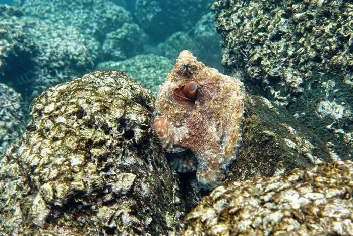 Framed Print : Indonesia Lembeh - Octopus hiding between the rocks - Common octopus Framed Print : Indonesia Lembeh - Octopus hiding between the rocks - Common octopus