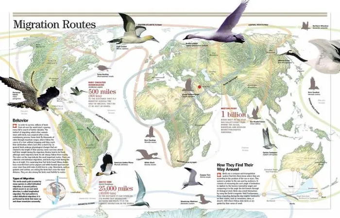Framed Print : Infographic on bird migration: behavior, types, routes and guidance. [QuarkXPress (.qxp); 6259x4015]