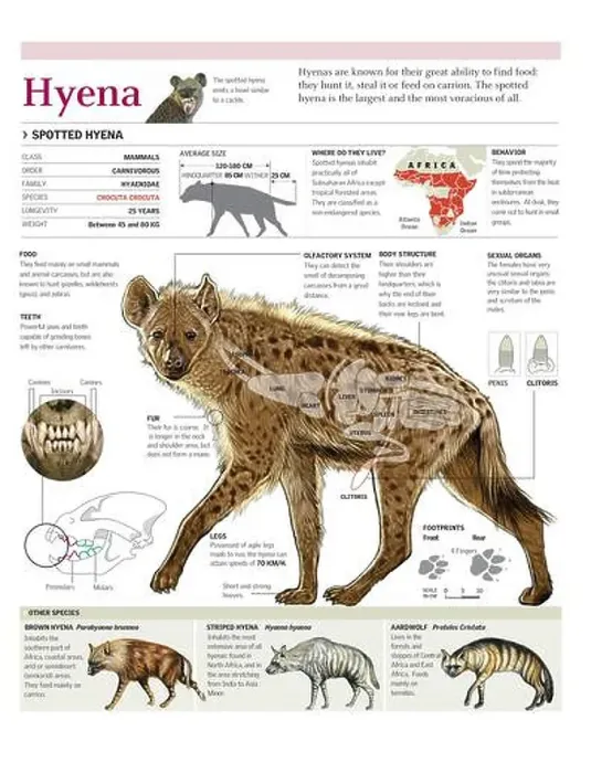 Framed Print : Infographics of the anatomy, distribution and dentition of the spotted hyena. [Adobe Illustrator (.ai); 2480x3248]