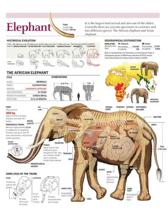 Framed Print : Infographics of the anatomy and habitat of the African elephant Framed Print : Infographics of the anatomy and habitat of the African elephant