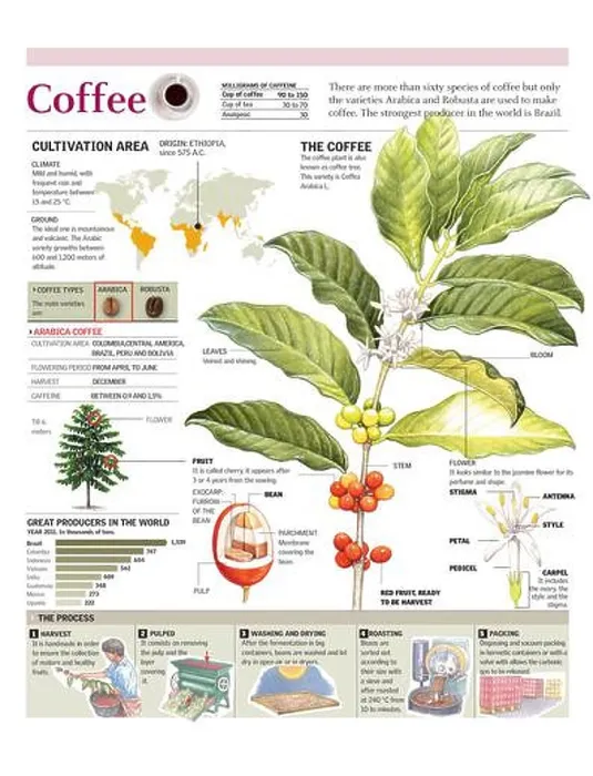 Framed Print : Infographics of the coffee plant and cultivation, and world coffee production. [Adobe Illustrator (.ai); 2480x3248]