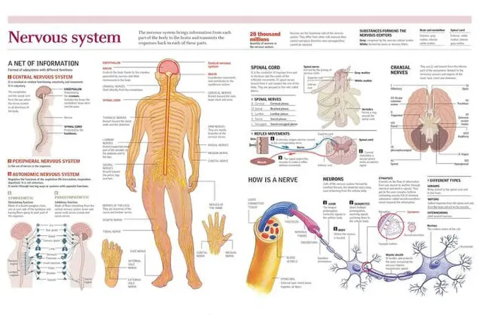 Framed Print : Infographics of the human nervous system in detail in the spinal cord Framed Print : Infographics of the human nervous system in detail in the spinal cord