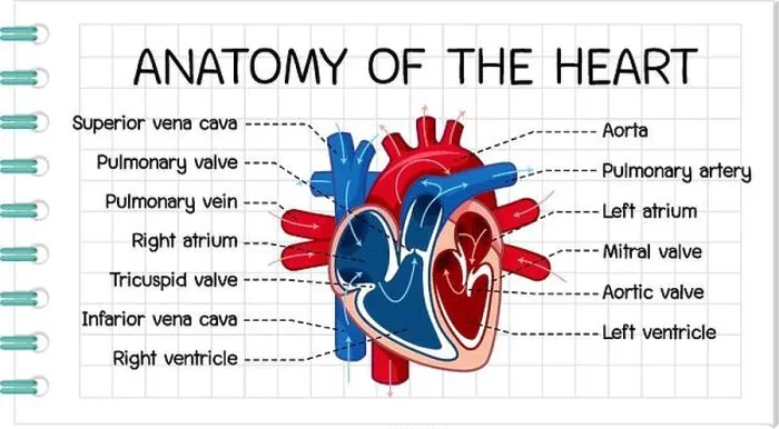 Framed Print : Information poster of human heart diagram illustration Framed Print : Information poster of human heart diagram illustration
