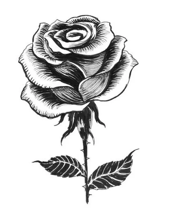 Framed Print : Ink black and white drawing of a single white rose Framed Print : Ink black and white drawing of a single white rose