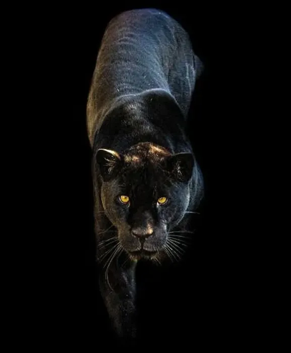 Framed Print : Inka is a very unique black jaguar CHESTER ZOO Framed Print : Inka is a very unique black jaguar CHESTER ZOO
