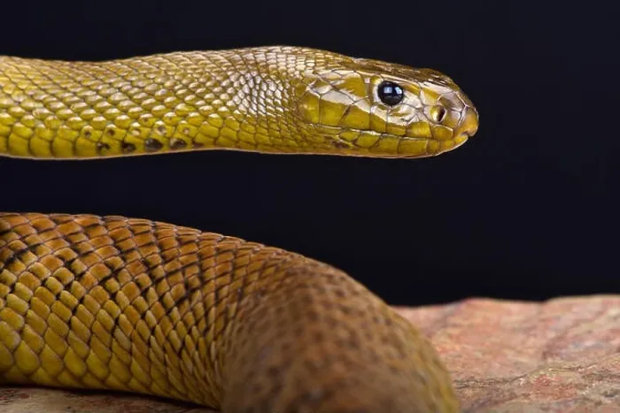 Framed Print : Inland Taipan (Oxyuranus microlepidotus) Framed Print : Inland Taipan (Oxyuranus microlepidotus)