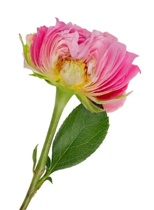 Framed Print : Inner vertical cut of spring Easter bud of a pink rose flower Framed Print : Inner vertical cut of spring Easter bud of a pink rose flower