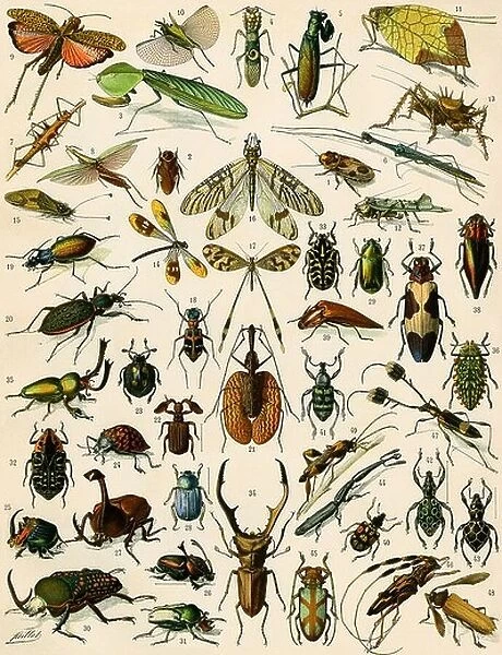 Insects, including beetles. Color lithograph