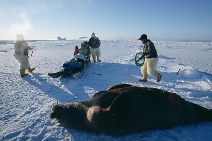 Framed Print : Inuit hunters prepare to butcher an 800 pound walrus Framed Print : Inuit hunters prepare to butcher an 800 pound walrus