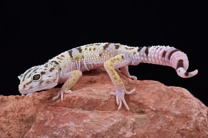 Framed Print : Iranian fat tailed gecko (Eublepharis angramainyu) Framed Print : Iranian fat tailed gecko (Eublepharis angramainyu)
