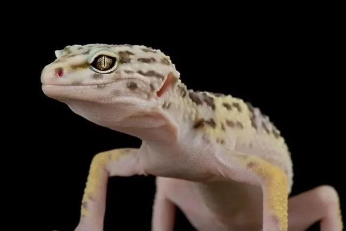 Framed Print : Iranian leopard gecko (Eublepharis angramainyu) Framed Print : Iranian leopard gecko (Eublepharis angramainyu)