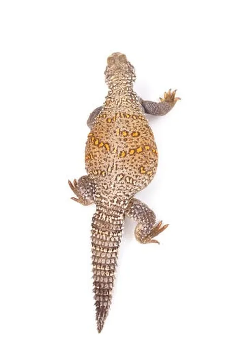 Framed Print : Iraqi spiny-tailed lizard (Saara loricata) Framed Print : Iraqi spiny-tailed lizard (Saara loricata)