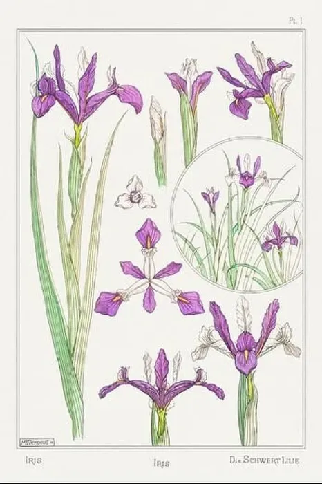 Framed Print : Iris. Botanical art illustrated by Maurice Pillard Verneuil (1896) Framed Print : Iris. Botanical art illustrated by Maurice Pillard Verneuil (1896)