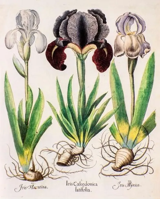 Framed Print : Three iris plants from Hortus Eystettensis a codex produced by Basilius Besler in 1613 of the garden of the bishop of Eichstätt in Bavaria Framed Print : Three iris plants from Hortus Eystettensis a codex produced by Basilius Besler in 1613 of the garden of the bishop of Eichstätt in Bavaria