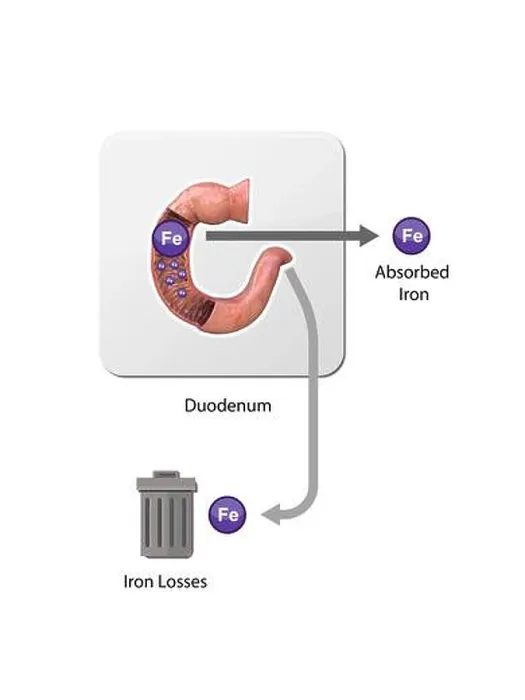 Framed Print : Iron metabolism. from liver, intestine and spleen Framed Print : Iron metabolism. from liver, intestine and spleen