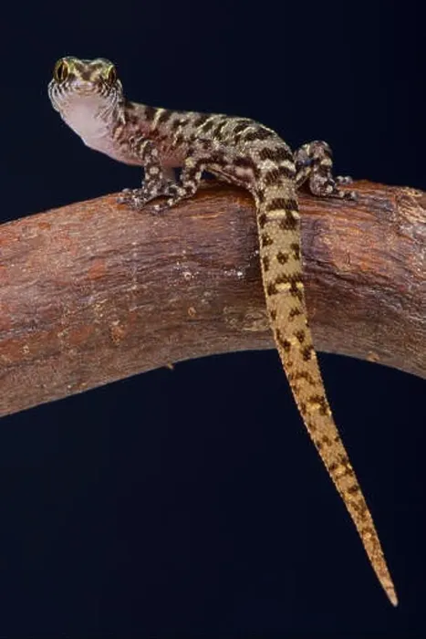 Framed Print : Island Least Gecko (Sphaerodactylus sputator) Framed Print : Island Least Gecko (Sphaerodactylus sputator)