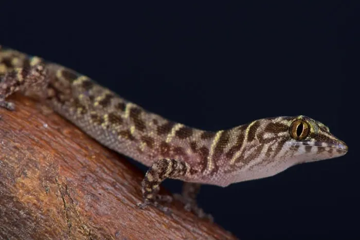 Framed Print : Island Least Gecko (Sphaerodactylus sputator) Framed Print : Island Least Gecko (Sphaerodactylus sputator)