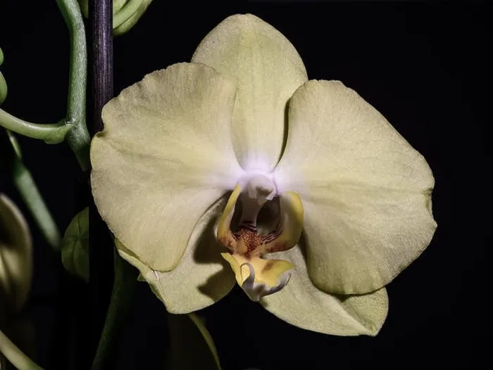 Framed Print : isolated pale yellow orchid blossom, green stem, macro on black background with detailed texture Framed Print : isolated pale yellow orchid blossom, green stem, macro on black background with detailed texture