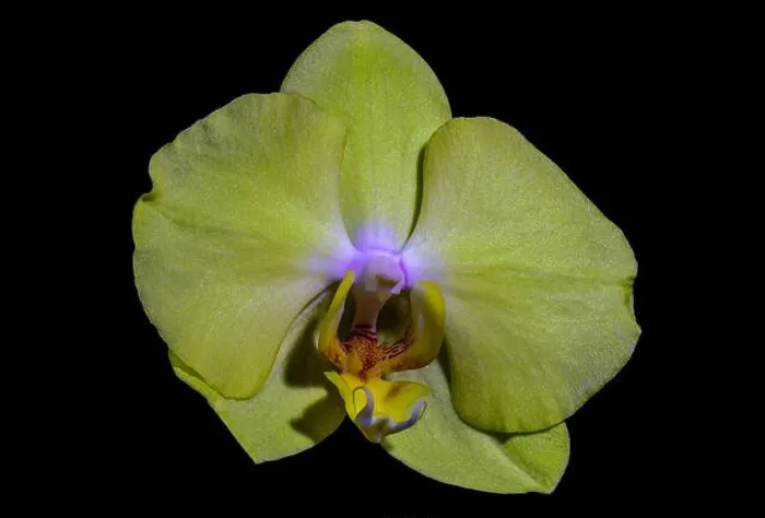 Framed Print : isolated pastel yellow orchid blossom, macro on black background with detailed texture Framed Print : isolated pastel yellow orchid blossom, macro on black background with detailed texture