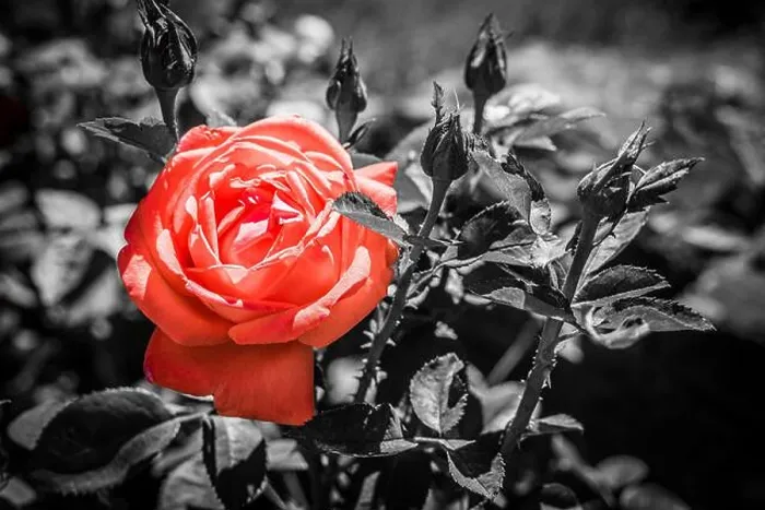 Framed Print : Isolated red rose on black and white Framed Print : Isolated red rose on black and white