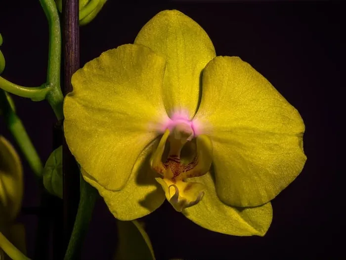 Framed Print : isolated yellow glittering orchid blossom, green stem, macro on black background with detailed texture Framed Print : isolated yellow glittering orchid blossom, green stem, macro on black background with detailed texture