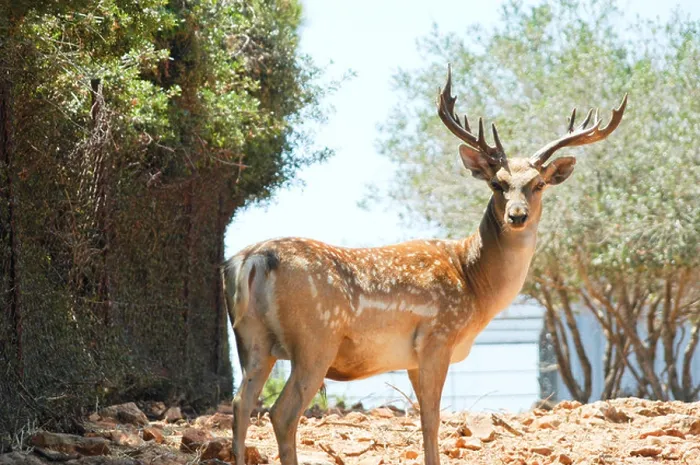 Framed Print : Israel Carmel Mountains Male Persian Fallow Deer Dama dama Mesopotamica Framed Print : Israel Carmel Mountains Male Persian Fallow Deer Dama dama Mesopotamica