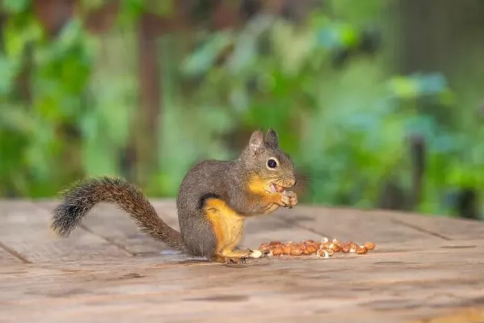 Framed Print : Issaquah, Washington State, USA. Douglas squirrel eating peanuts off of a wooden patio table Framed Print : Issaquah, Washington State, USA. Douglas squirrel eating peanuts off of a wooden patio table
