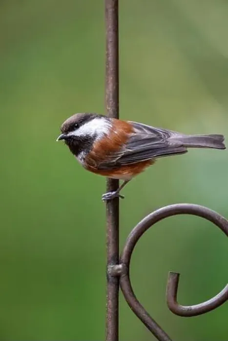 Framed Print : Issaquah, Washington State, USA. Chestnut-backed chickadee perched on a decorative metal trellis Framed Print : Issaquah, Washington State, USA. Chestnut-backed chickadee perched on a decorative metal trellis