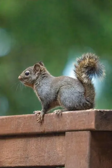 Framed Print : Issaquah, Washington State, USA. Douglas squirrel perched on a cedar wood railing on a deck Framed Print : Issaquah, Washington State, USA. Douglas squirrel perched on a cedar wood railing on a deck