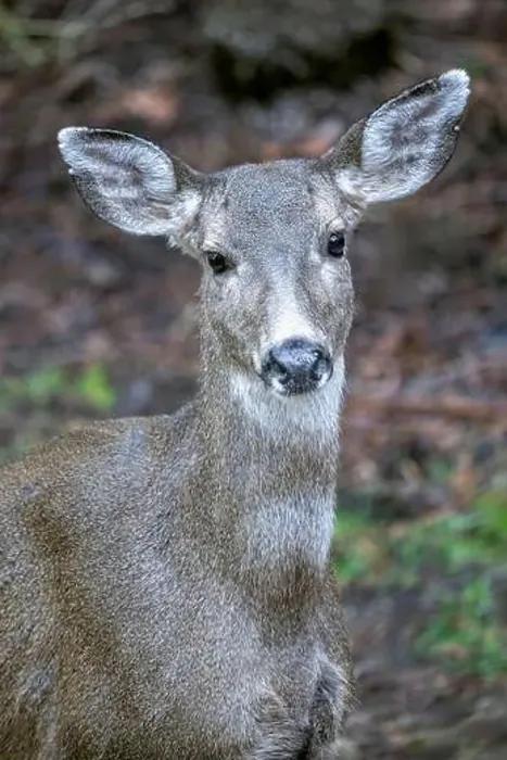 Framed Print : Issaquah, Washington State, USA. Close-up of a black-tailed deer doe standing in a yard next to a forest Framed Print : Issaquah, Washington State, USA. Close-up of a black-tailed deer doe standing in a yard next to a forest