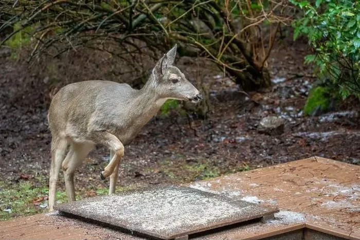 Framed Print : Issaquah, Washington, USA. Black-tailed Deer come to eat birdseed off of a deck feeding platform Framed Print : Issaquah, Washington, USA. Black-tailed Deer come to eat birdseed off of a deck feeding platform