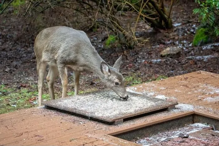 Framed Print : Issaquah, Washington, USA. Black-tailed Deer come to eat birdseed off of a deck feeding platform