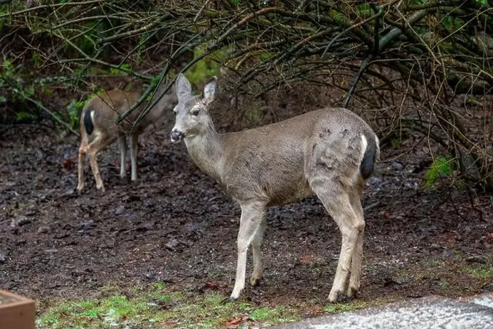 Framed Print : Issaquah, Washington, USA. Two Black-tailed Deer does come to eat birdseed off of a deck feeding platform