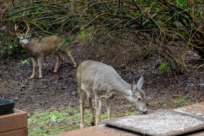 Framed Print : Issaquah, Washington, USA. Black-tailed Deer fawn come to eat birdseed off of a deck, with a buck in the background Framed Print : Issaquah, Washington, USA. Black-tailed Deer fawn come to eat birdseed off of a deck, with a buck in the background