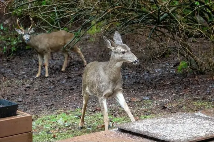 Framed Print : Issaquah, Washington, USA. Black-tailed Deer fawn come to eat birdseed off of a deck, with a buck in the background Framed Print : Issaquah, Washington, USA. Black-tailed Deer fawn come to eat birdseed off of a deck, with a buck in the background