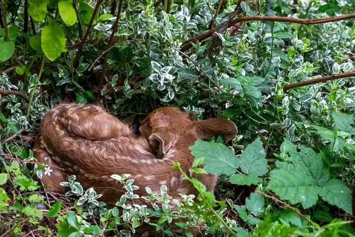 Framed Print : Issaquah, Washington, USA. Black-tailed deer fawn curled up in the undergrowth of a forest Framed Print : Issaquah, Washington, USA. Black-tailed deer fawn curled up in the undergrowth of a forest