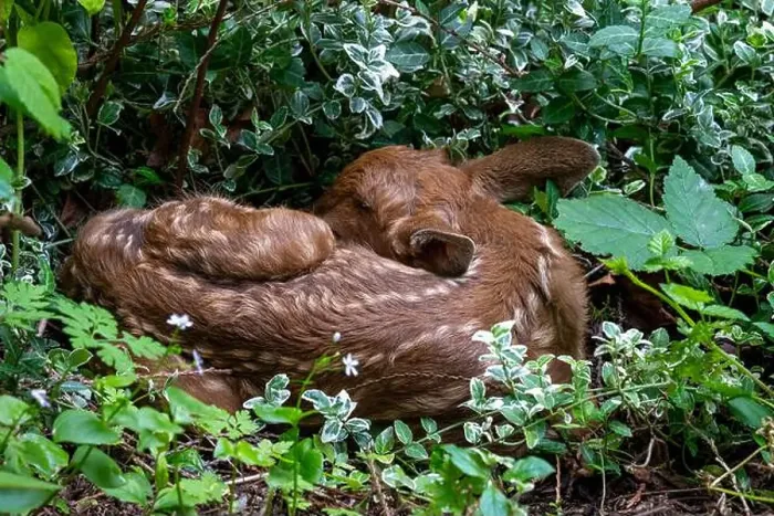 Framed Print : Issaquah, Washington, USA. Black-tailed deer fawn curled up in the undergrowth of a forest Framed Print : Issaquah, Washington, USA. Black-tailed deer fawn curled up in the undergrowth of a forest