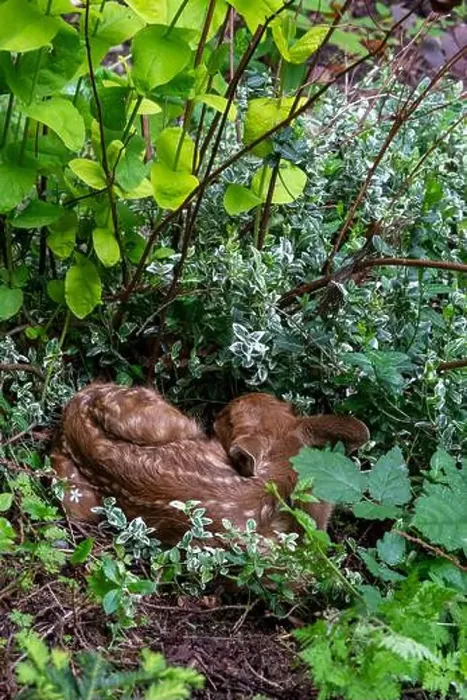 Framed Print : Issaquah, Washington, USA. Black-tailed deer fawn curled up in the undergrowth of a forest Framed Print : Issaquah, Washington, USA. Black-tailed deer fawn curled up in the undergrowth of a forest