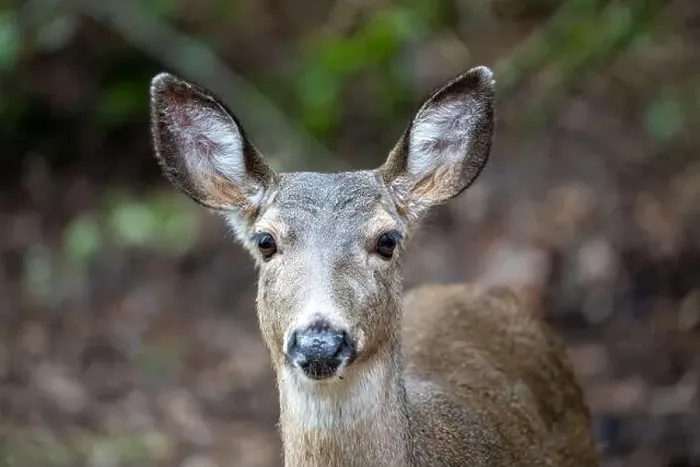 Framed Print : Issaquah, Washington, USA. Close-up of a Black-tailed Deer doe standing in a yard next to a forest Framed Print : Issaquah, Washington, USA. Close-up of a Black-tailed Deer doe standing in a yard next to a forest
