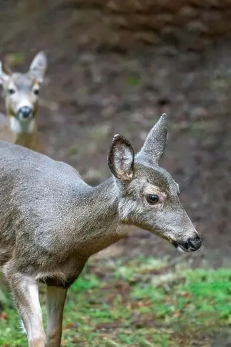 Framed Print : Issaquah, Washington, USA. Close-up of two Black-tailed Deer does walking in a yard next to a forest Framed Print : Issaquah, Washington, USA. Close-up of two Black-tailed Deer does walking in a yard next to a forest