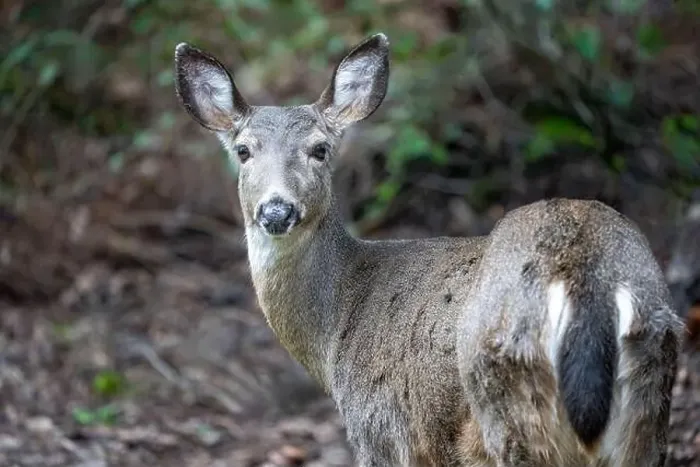 Framed Print : Issaquah, Washington, USA. Rear view of a Black-tailed Deer doe standing in a yard next to a forest