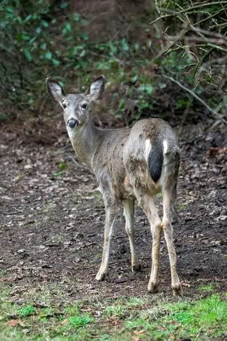 Framed Print : Issaquah, Washington, USA. Rear view of a Black-tailed Deer doe standing in a yard next to a forest Framed Print : Issaquah, Washington, USA. Rear view of a Black-tailed Deer doe standing in a yard next to a forest