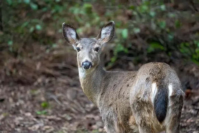 Framed Print : Issaquah, Washington, USA. Rear view of a Black-tailed Deer doe standing in a yard next to a forest Framed Print : Issaquah, Washington, USA. Rear view of a Black-tailed Deer doe standing in a yard next to a forest
